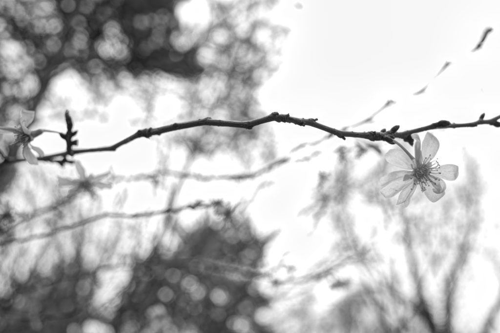 A branch with two small flowers above a beautiful, abstract, bokeh-like background blur.